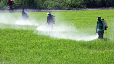 صورة “الزراعة “: ضبط  33الف عبوة مبيدات محظور تداولها في الاسواق