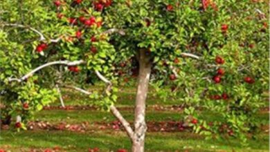 صورة “الزراعة” تصدر نشرة بالتوصيات الفنية لمزارعي محاصيل الفاكهة المتساقطة (فيديو)