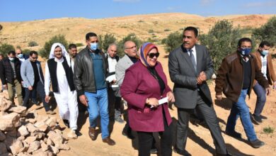 صورة توزيع ٥٠ الف شتلة زيتون مجانا علي مزارعي مطروح وسيوه(صور)