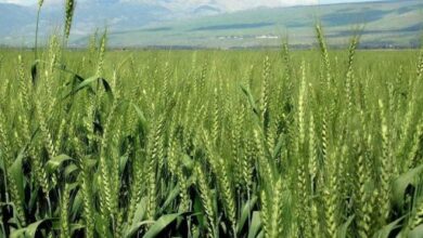 صورة “الزراعة” تقدم نصائح لمزارعي القمح يجب مراعاتها مع بداية موسم الحصاد