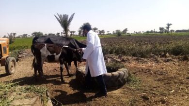 صورة الزراعة: تحصين  مليون راس ضد مرض الجلد العقدي وجدري الاغنام