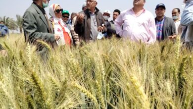 صورة وزير الزراعة”: انطلاق موسم حصاد القمح والمحصول يبشر بالخير هذا العام