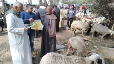 صورة صندوق التأمين على الثروة الحيوانية ينشأ ٣ قطاعات مركزية بالدلتا والقناه وصعيد مصر