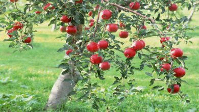 صورة “الزراعة” تصدر نشرة بالتوصيات الفنية لمزارعي محصول التفاح(فيديو)