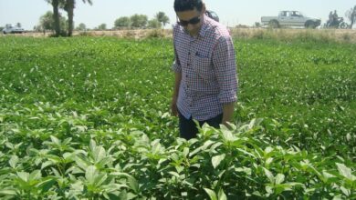 صورة “الزراعة” : بيع السع الغذائية واللحوم وياميش رمضان بتخفيضات 25% من خلال 64 منفذ بالمحافظات