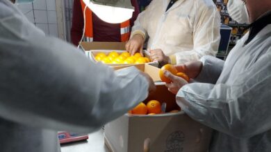 صورة النجار”: اختراق سوق البرتقال الياباني لأول مرة شهادة نجاح للزراعة المصرية