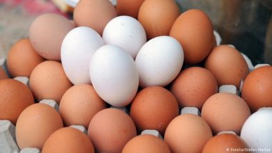 صورة جمعيات الإنتاج الداجني تحذر من ارتفاع حاد في سعر بيض المائدة