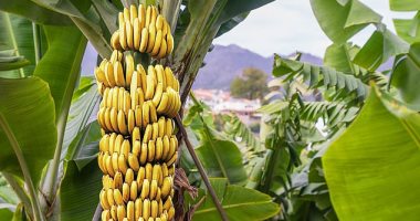 صورة نشرة بالتوصيات الفنية لمزارعي محصول الموز