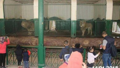 صورة حدائق الحيوان تستقبل الزائرين .. مع تطبيق الاجراءات الاحترازية