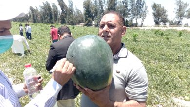 صورة ” البحوث الزراعية” تنجح في إنتاج 5 اصناف جديدة من البطيخ وزن 25 كيلو للواحدة
