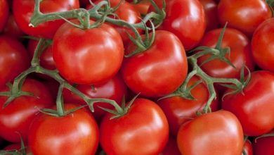 صورة “الزراعة ” تحدد افضل الطرق لري  وتسميد محصول الطماطم