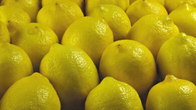 صورة وصل 35 جنيه للكيلو.. الزراعة “تكشف اسباب ارتفاع أسعار الليمون