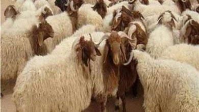صورة شروط  يجب اتباعها عند شراء أضحية العيد
