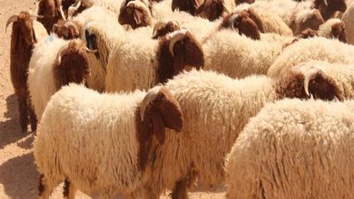 صورة “التموين” تواصل استعداداتها لعيد الأضحى لطح خراف حية في الشوادر اول يوليو المقبل