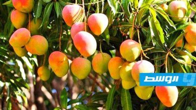 صورة “الفلاحين” : محصول المانجو الأكثر تضررا من الموجة الحارة