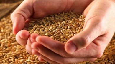 صورة 260 جنيه العبوة.. “الزراعة” توفر تقاوي القمح للمزارعين