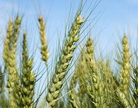 صورة “الزراعة” تكشف عن أفضل المواعيد لزراعة القمح