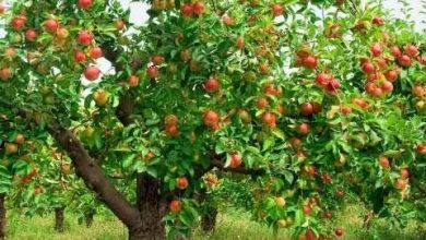 صورة “الزراعة “تكشف عن رسور تسجيل مزارع تصدير الحاصلات الزراعية