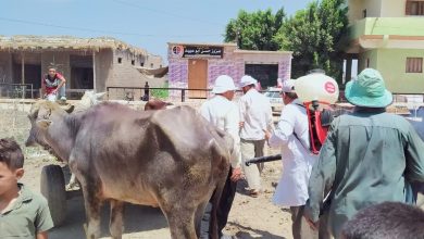 صورة الزراعة: تحصين 651 ألف رأس ماشية ضد مرض طاعون المجترات الصغيرة