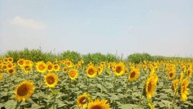 صورة الزراعة تكشف عن الممارسات التي تؤدي إلى نقص الزنك في التربة الزراعية