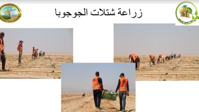 صورة خبير زراعي :انتاج 4500 طن زيت جوجوبا بعائد 400 مليون جنيه سنوياً