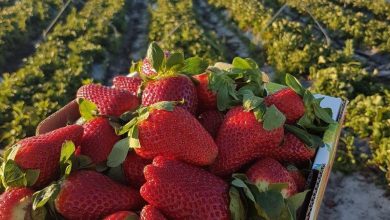 صورة منتصف نوفمبر.. المهلة الأخيرة لتكويد المزارع الراغبة في تصدير الموالح والفراولة