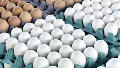 صورة “خليها تمشش”..جمعية مواطنون ضد الغلاء تطلق حملة لمقاطع بيض المائدة