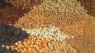 صورة اسعار الأعلاف في الاسواق