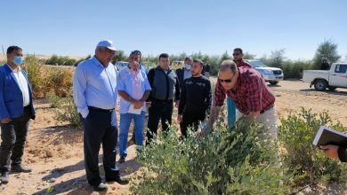 صورة زيارة مفاجأة لمحافظ الوادى الجديد لأكبر مشروعات زراعة الجوجوبا(صور)