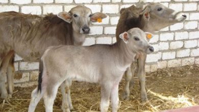 صورة وزير الزراعة : 363 مليون جنيه تمويل جديد لمشروع البتلو