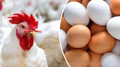 صورة الفراخ ب30 جنيه.. اسعار الدواجن والبيض في الاسواق اليوم