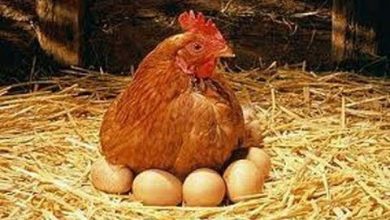 صورة اسعار الدواجن والبيض في الاسواق