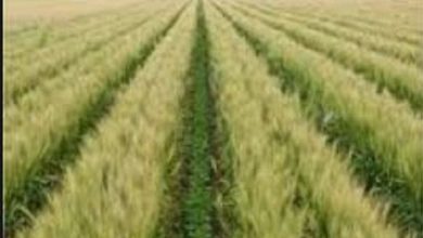 صورة “الفلاحين” ترحب بقرار الحكومة زياده سعر توريد القمح من المزارعين  إلى 820 جنيه للاردب