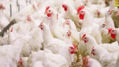 صورة “الزراعة ” تكشف عن العوامل التي تؤثر في معدل تحويل الغذاء في الدواجن