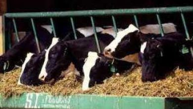 صورة لجنة الزراعة بالبرلمان تٌعِد مشروع قانون لإعفاء مزارع الألبان من الضريبة العقارية