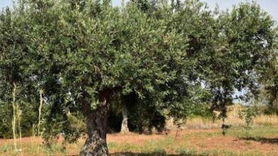 صورة “الزراعة” تكشف عن كيفية العناية باشجار الزيتون خلال فصل الشتاء