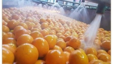 صورة الزراعة “تكشف عن كيفية إعداد البرتقال للتصدير