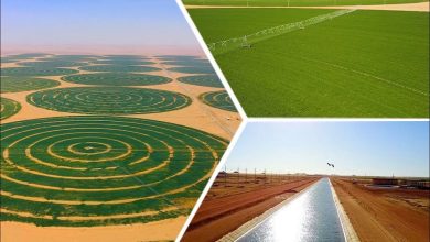 صورة الزراعة: حصر وتصنيف التربة في مساحة 81الف فدان بمنطقة توشكي