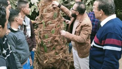 صورة المعمل المركزي لأبحاث وتطوير النخيل ينظم مدرسة حقلية بمحافظة المنيا