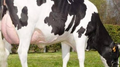 صورة “الزراعة “تكشف عن كيفية زيادة انتاج الحليب في فصل الشتاء