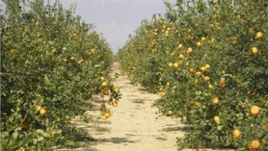 صورة “الزراعة ” تكشف عن أفضل الحلول لتفادي تأثير الأمطار على زراعات  الموالح