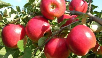 صورة “الزراعة “تصدر نشرة بالتوصيات الفنية لمزارعي محصول التفاح