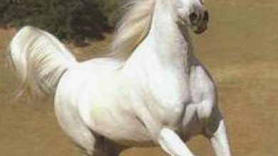 صورة عاجل.. “المنظمة العالمية للصحة الحيوانية ” تعلن خلو مصر من مرض أنيميا الخيول المعدي