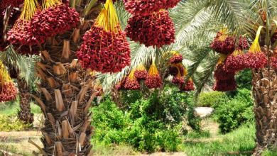صورة “الزراعة” تصدر نشرة بالتوصيات الفنية لمزارعي محصول نخيل البلح