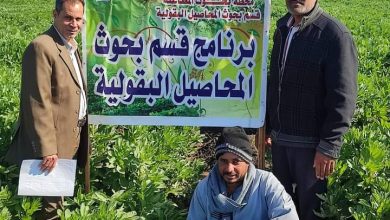 صورة “الزراعة” تعلن تفوق محصول القمح في جنوب مصر