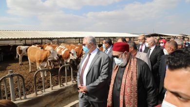 صورة “الزراعة” : تسليم 200 رأس ماشية على صغار المربيين  بالتعاون مع مصر الخير والبنك الزراعي(صور)
