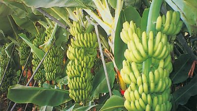 صورة “الزراعة “تصدر نشرة بالتوصيات الفنية لمزارعي محصول الموز خلال شهر فبراير