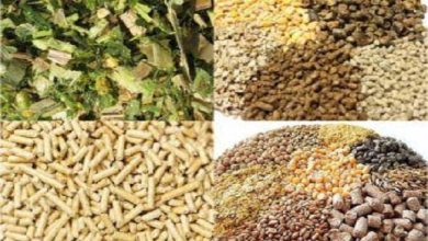صورة الذرة ب 5450.. اسعار الأعلاف بالأسواق اليوم
