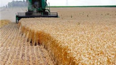 صورة الخبراء يكشفون عن  تأثير الحرب الروسية الأوكرانية على مخزون القمح فى مصر