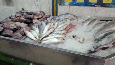 صورة التموين: طرح كميات كبيرة من الأسماك  بتخفيضات تصل إلى 20%